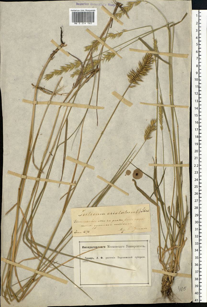 Agropyron cristatum (L.) Gaertn., Eastern Europe, Central forest-and-steppe region (E6) (Russia)