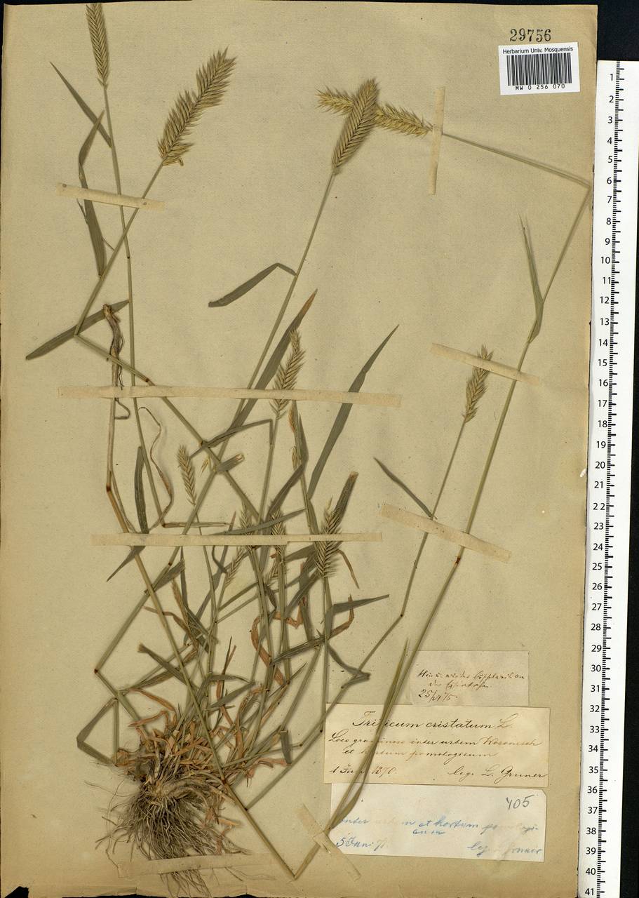 Agropyron cristatum (L.) Gaertn., Eastern Europe, Central forest-and-steppe region (E6) (Russia)