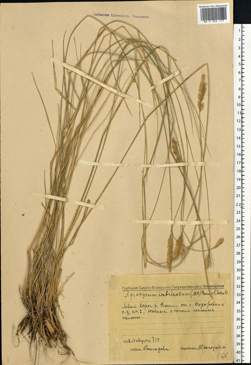 Agropyron cristatum (L.) Gaertn., Eastern Europe, Middle Volga region (E8) (Russia)
