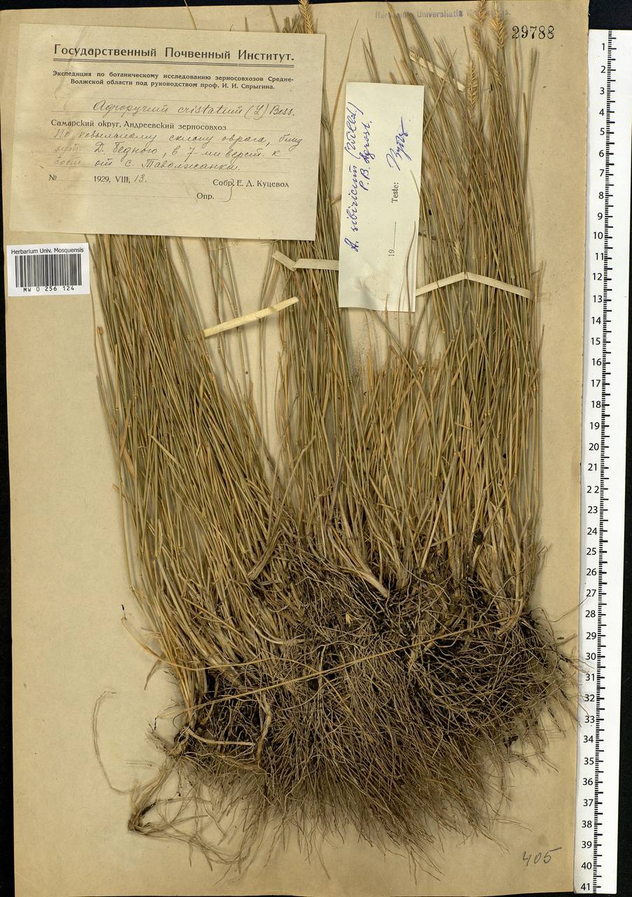 Agropyron cristatum (L.) Gaertn., Eastern Europe, Eastern region (E10) (Russia)