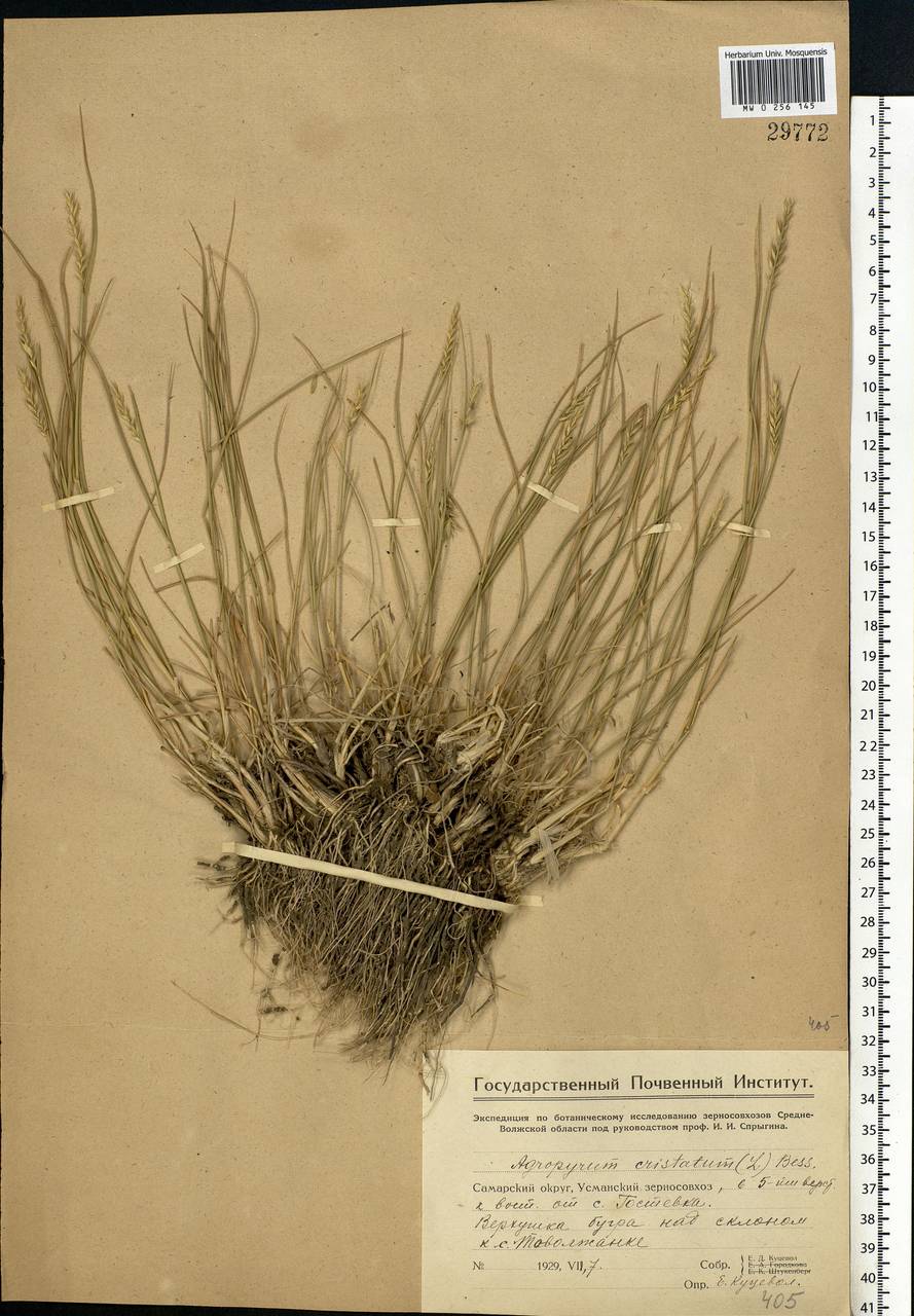 Agropyron cristatum (L.) Gaertn., Eastern Europe, Middle Volga region (E8) (Russia)