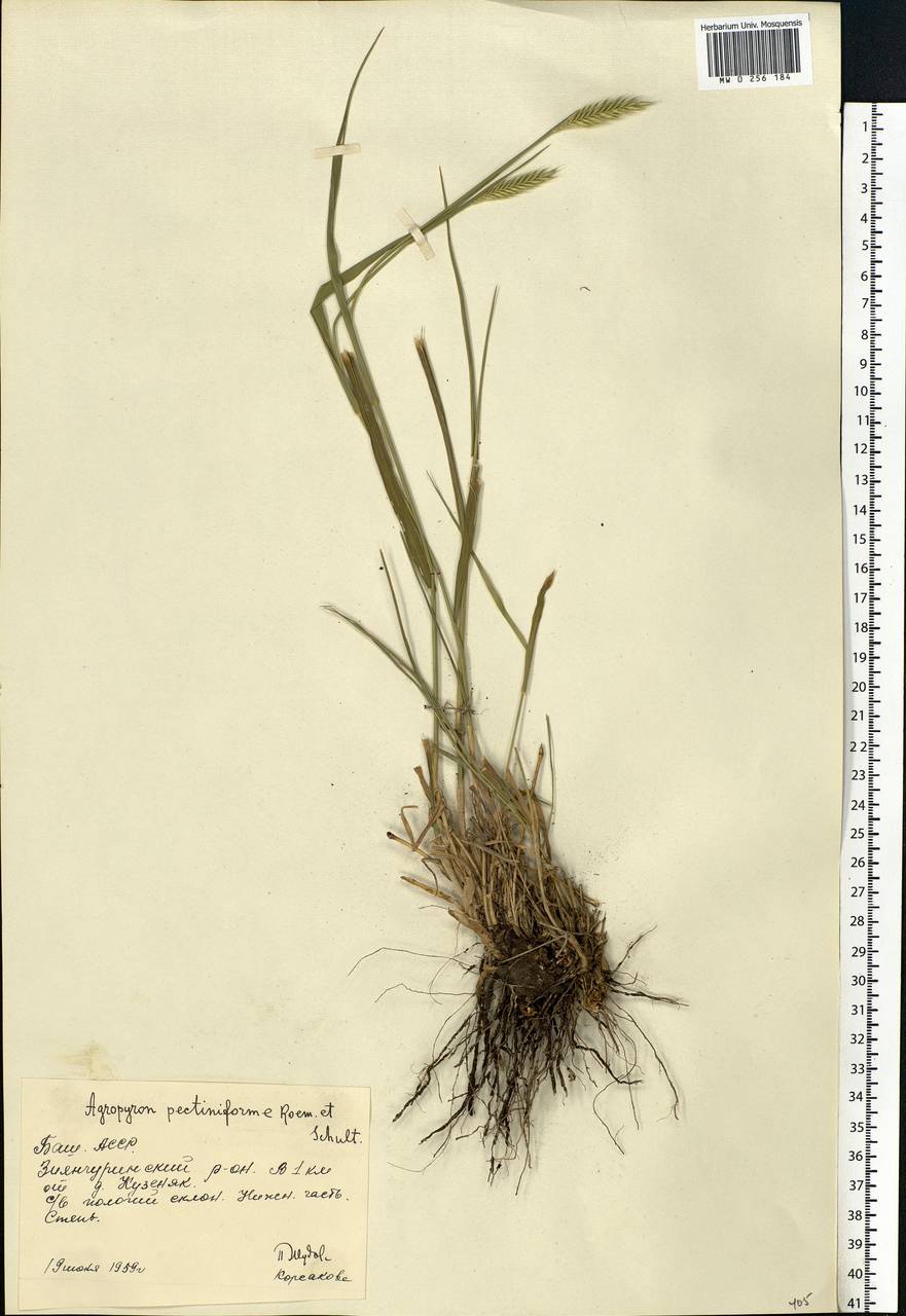 Agropyron cristatum (L.) Gaertn., Eastern Europe, Eastern region (E10) (Russia)