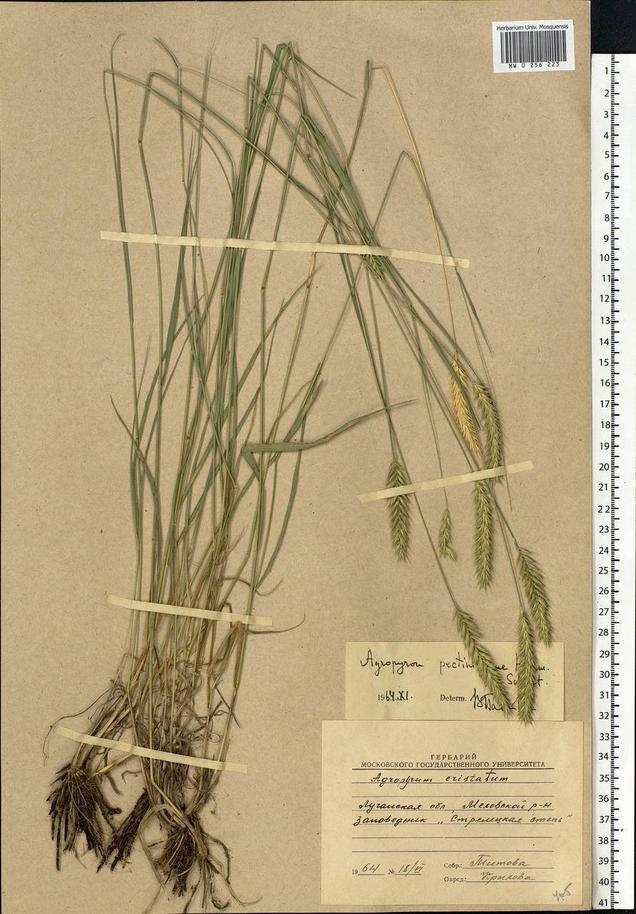 Agropyron cristatum (L.) Gaertn., Eastern Europe, North Ukrainian region (E11) (Ukraine)