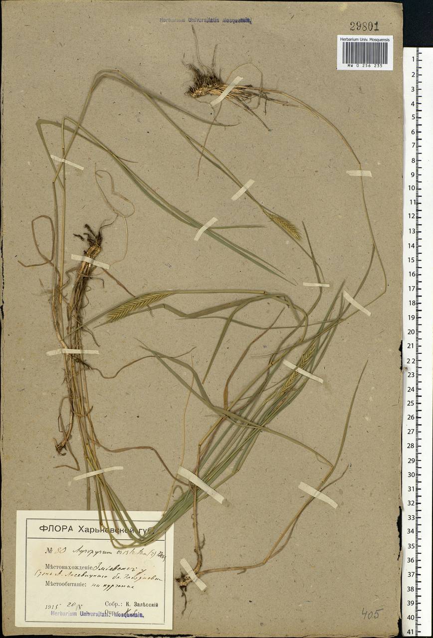 Agropyron cristatum (L.) Gaertn., Eastern Europe, North Ukrainian region (E11) (Ukraine)