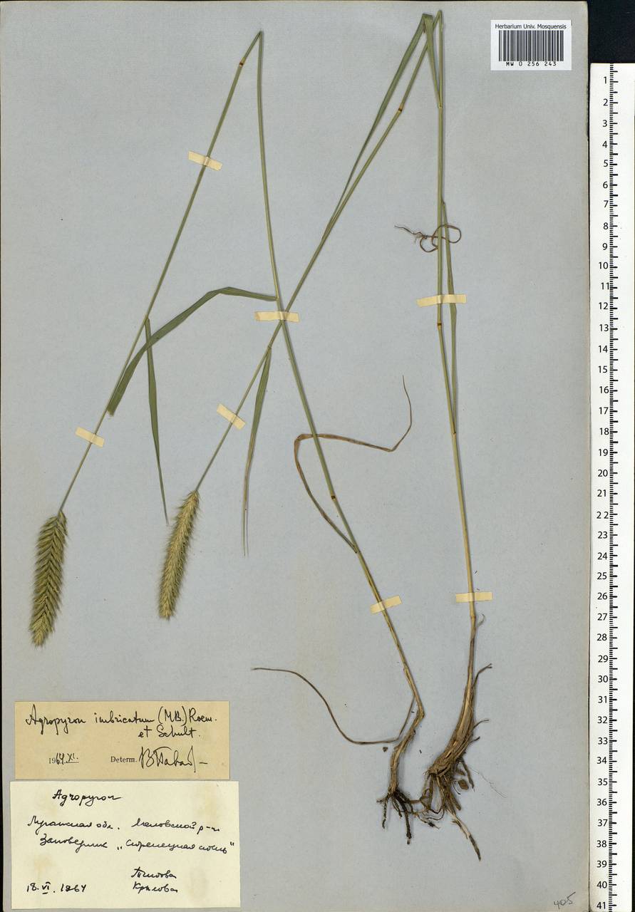 Agropyron cristatum (L.) Gaertn., Eastern Europe, North Ukrainian region (E11) (Ukraine)