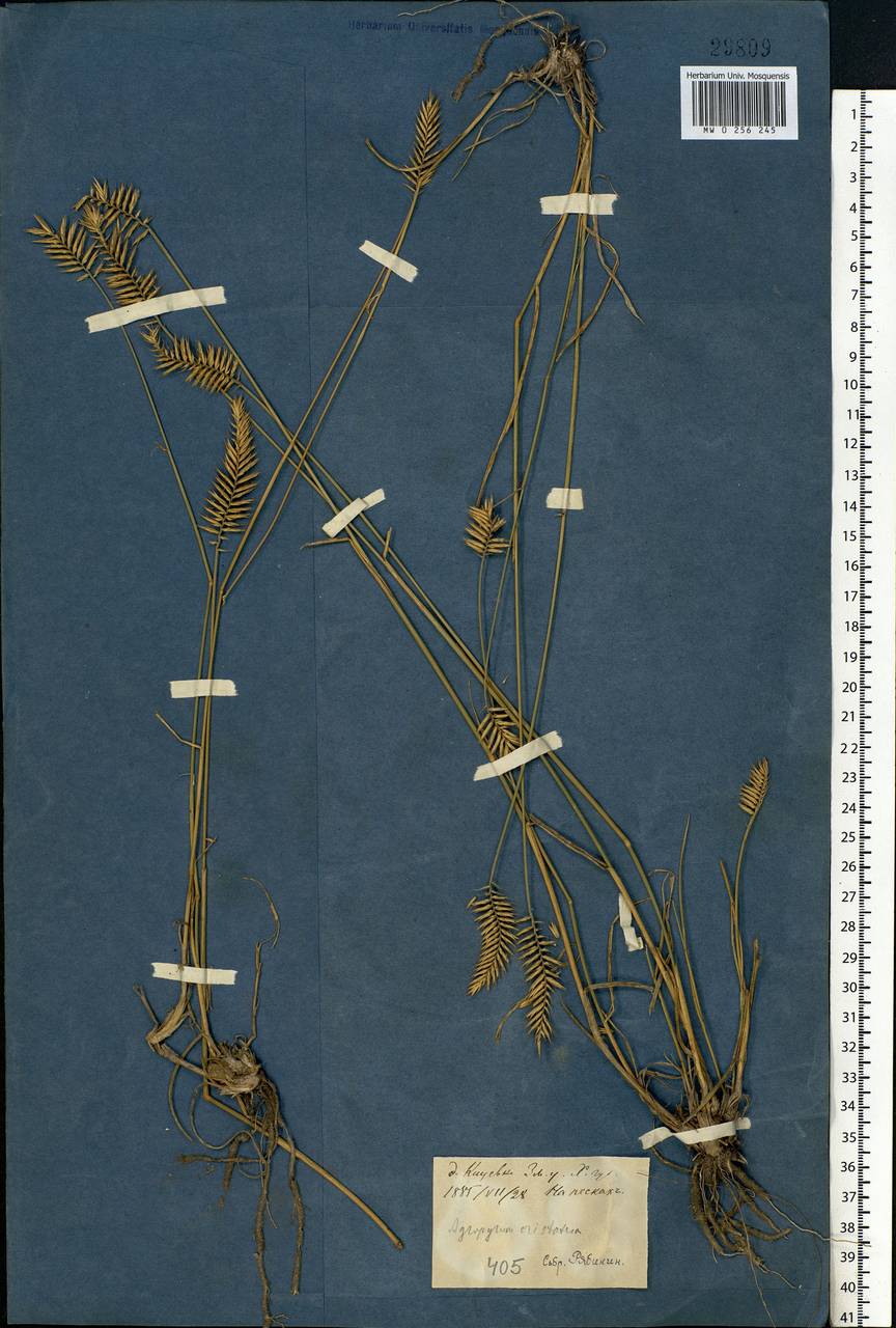 Agropyron cristatum (L.) Gaertn., Eastern Europe, North Ukrainian region (E11) (Ukraine)