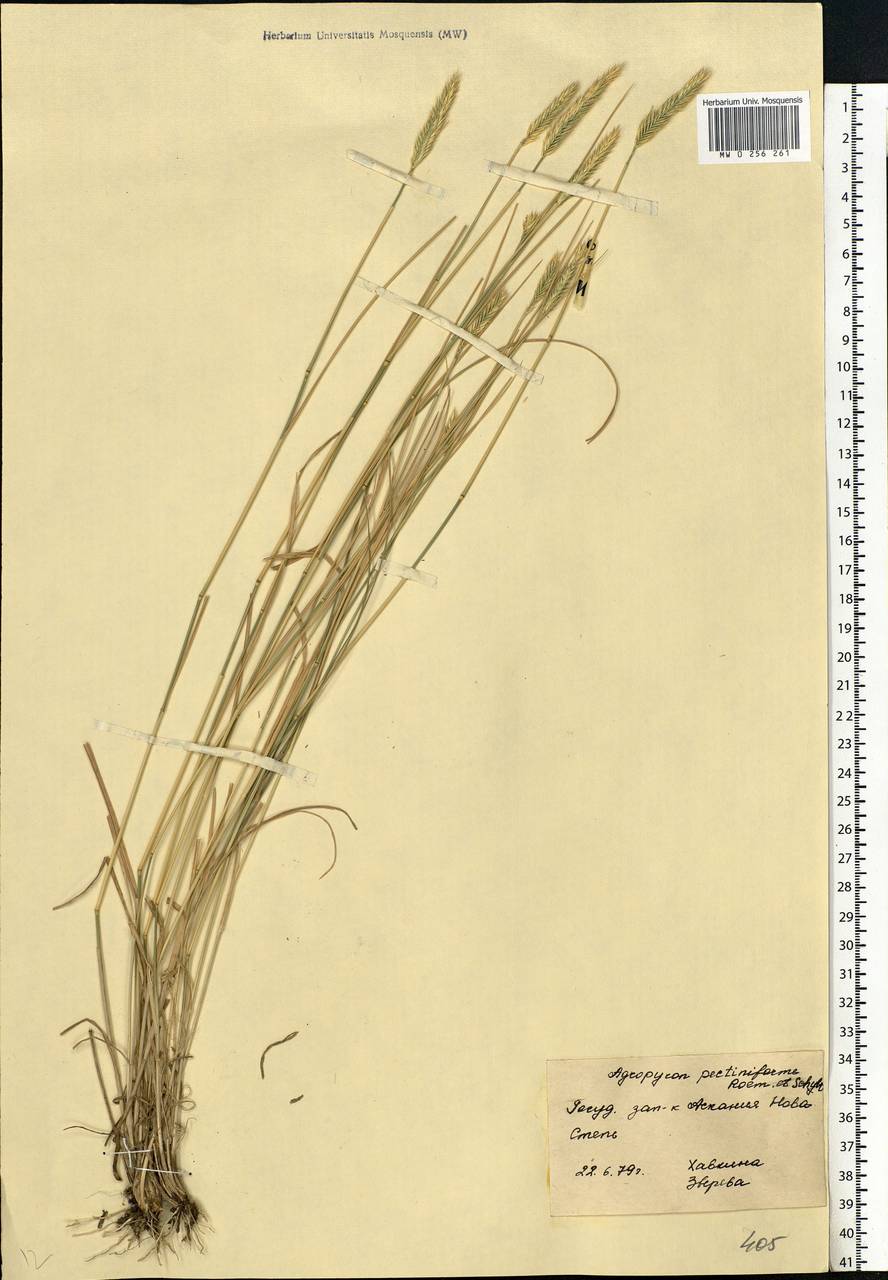 Agropyron cristatum (L.) Gaertn., Eastern Europe, South Ukrainian region (E12) (Ukraine)