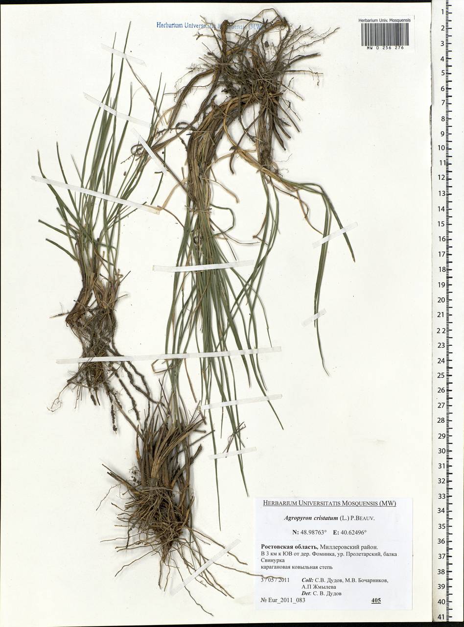 Agropyron cristatum (L.) Gaertn., Eastern Europe, Rostov Oblast (E12a) (Russia)