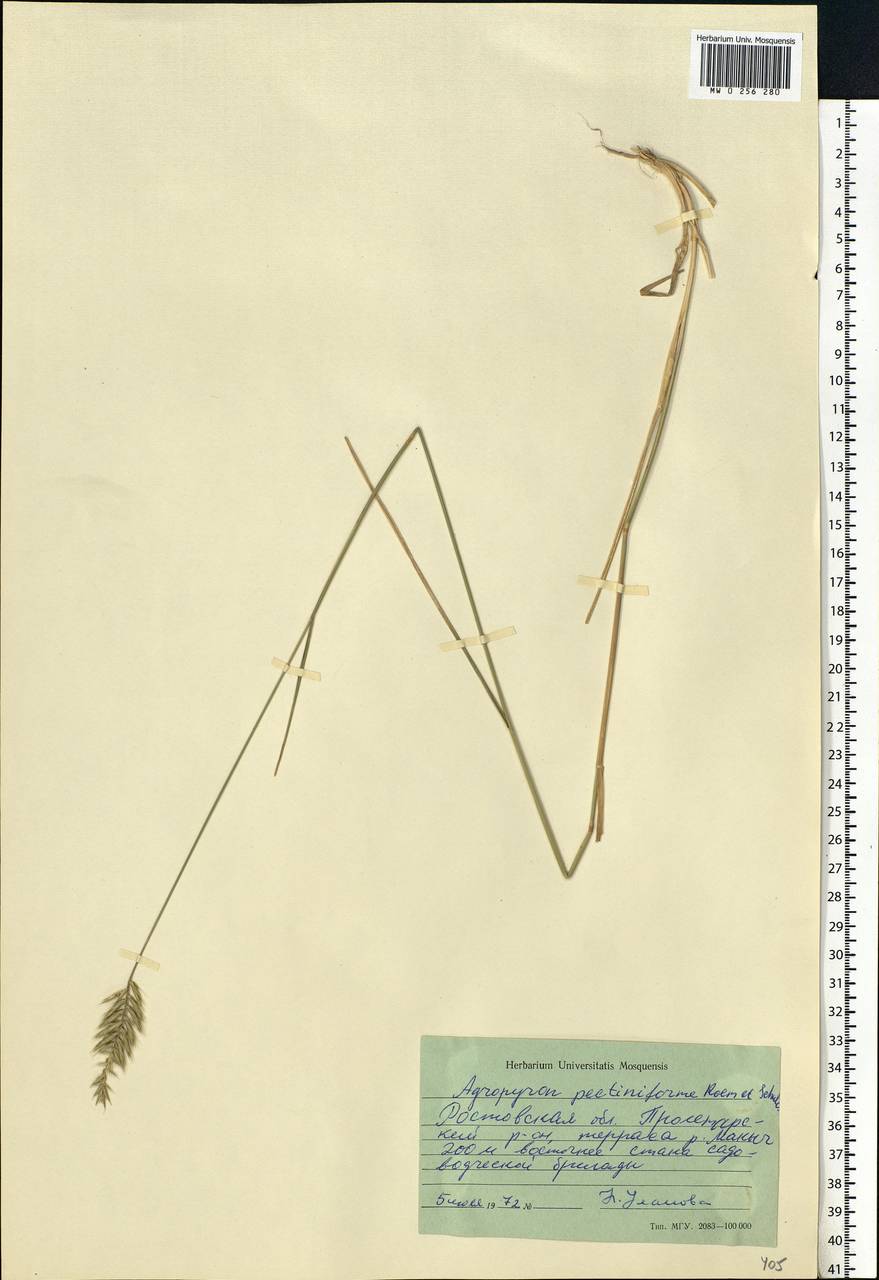 Agropyron cristatum (L.) Gaertn., Eastern Europe, Rostov Oblast (E12a) (Russia)