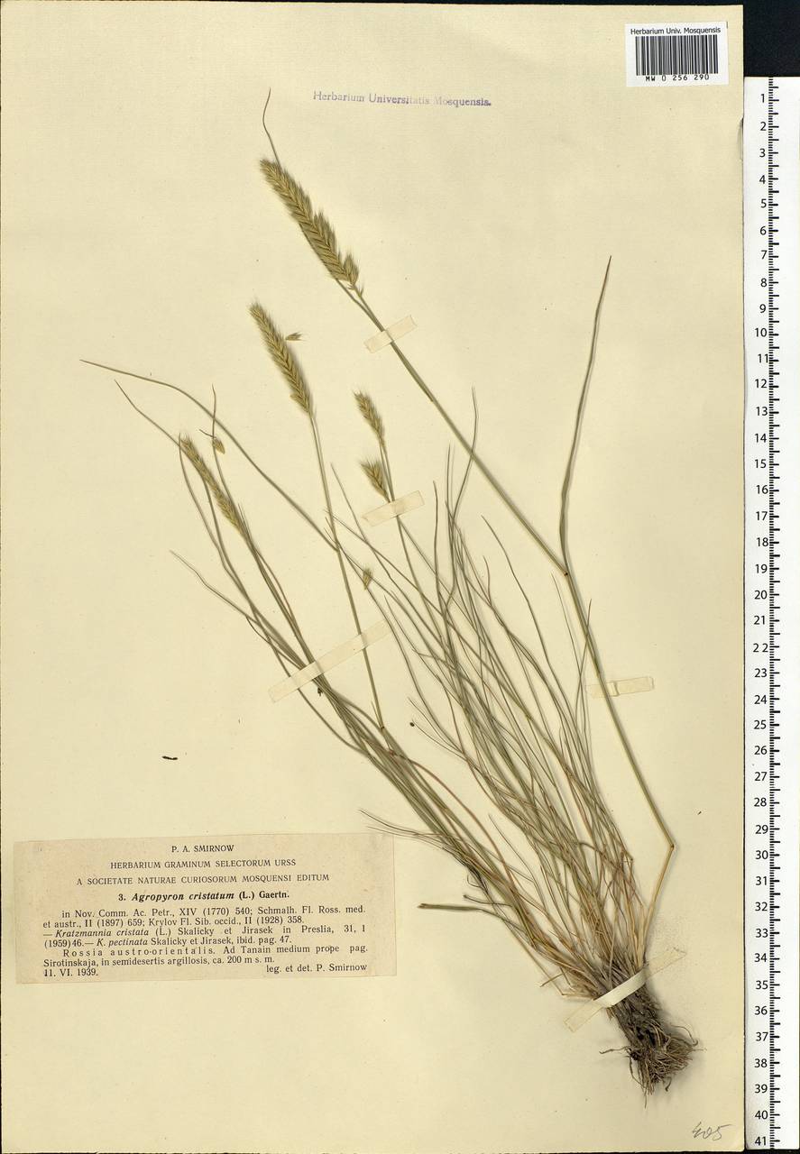 Agropyron cristatum (L.) Gaertn., Eastern Europe, Lower Volga region (E9) (Russia)