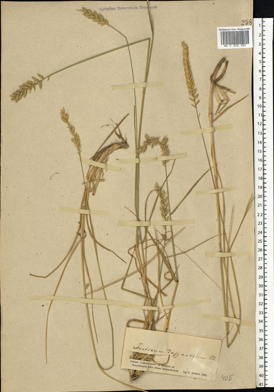 Agropyron desertorum (Fisch. ex Link) Schult., Eastern Europe, South Ukrainian region (E12) (Ukraine)