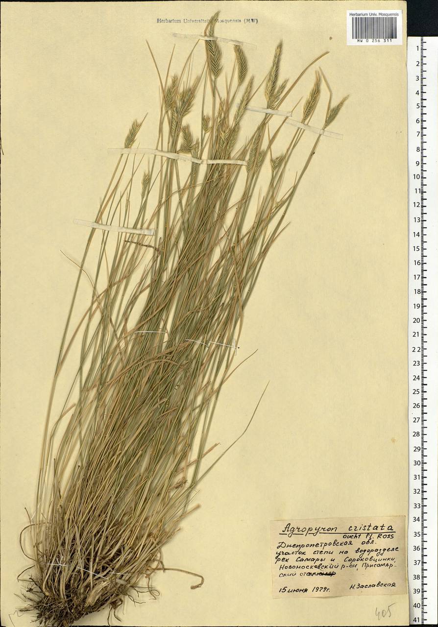 Agropyron cristatum (L.) Gaertn., Eastern Europe, South Ukrainian region (E12) (Ukraine)