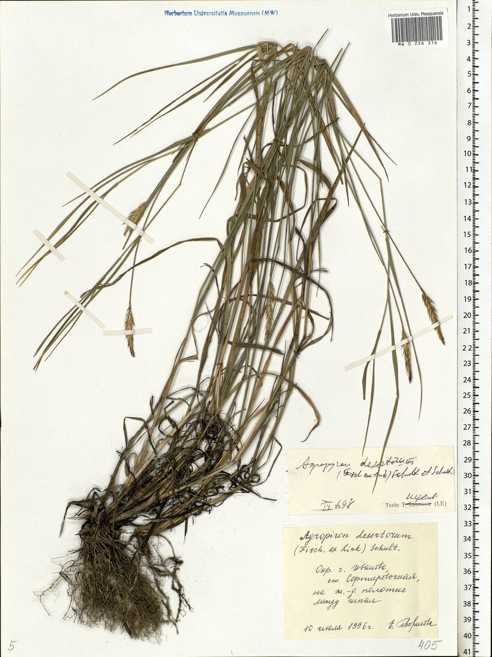 Agropyron desertorum (Fisch. ex Link) Schult., Eastern Europe, Central forest region (E5) (Russia)