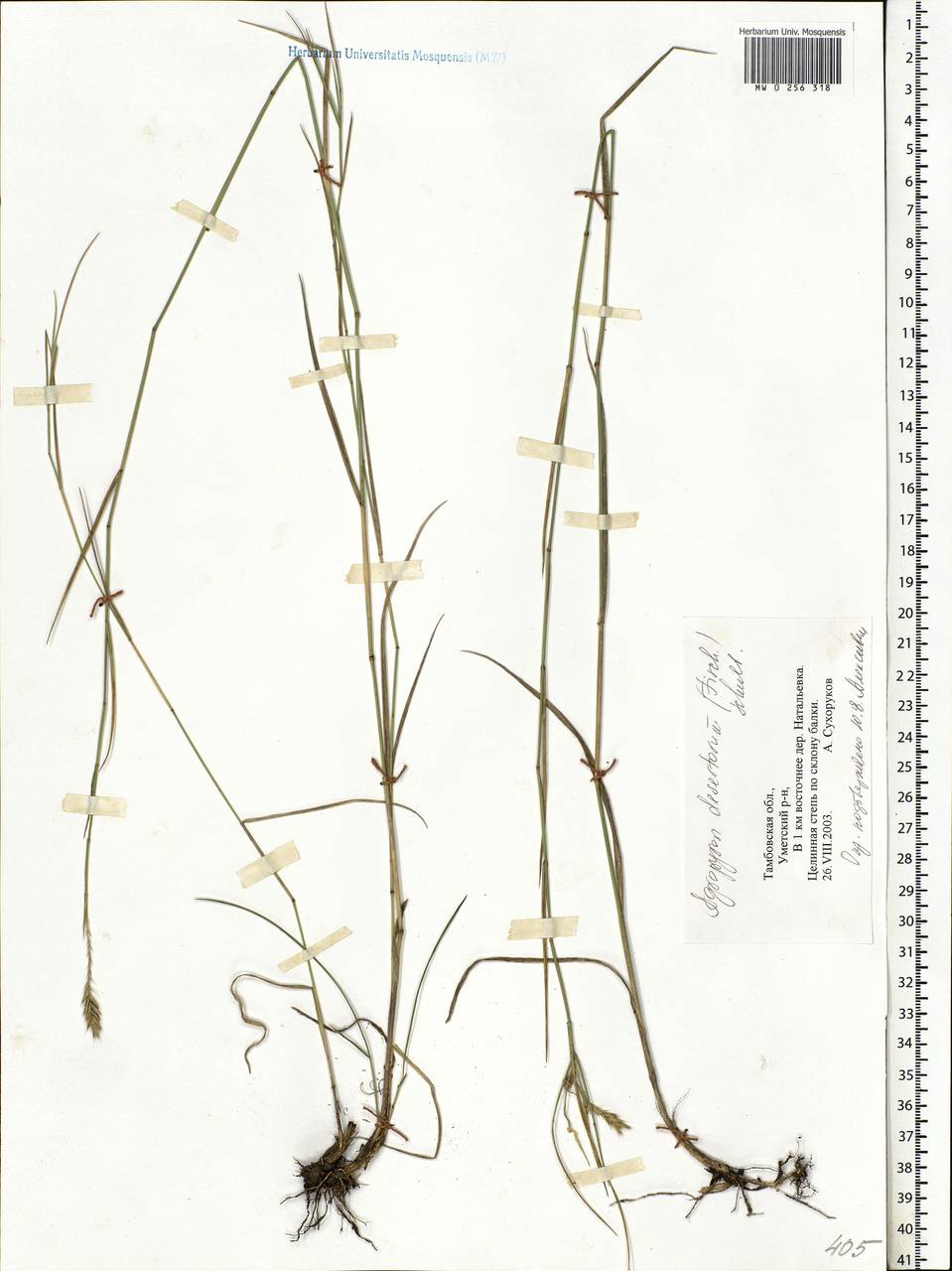 Agropyron desertorum (Fisch. ex Link) Schult., Eastern Europe, Central forest-and-steppe region (E6) (Russia)