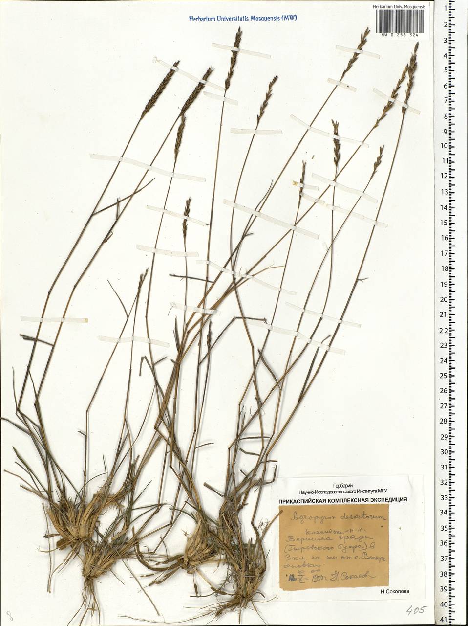 Agropyron desertorum (Fisch. ex Link) Schult., Eastern Europe, Lower Volga region (E9) (Russia)