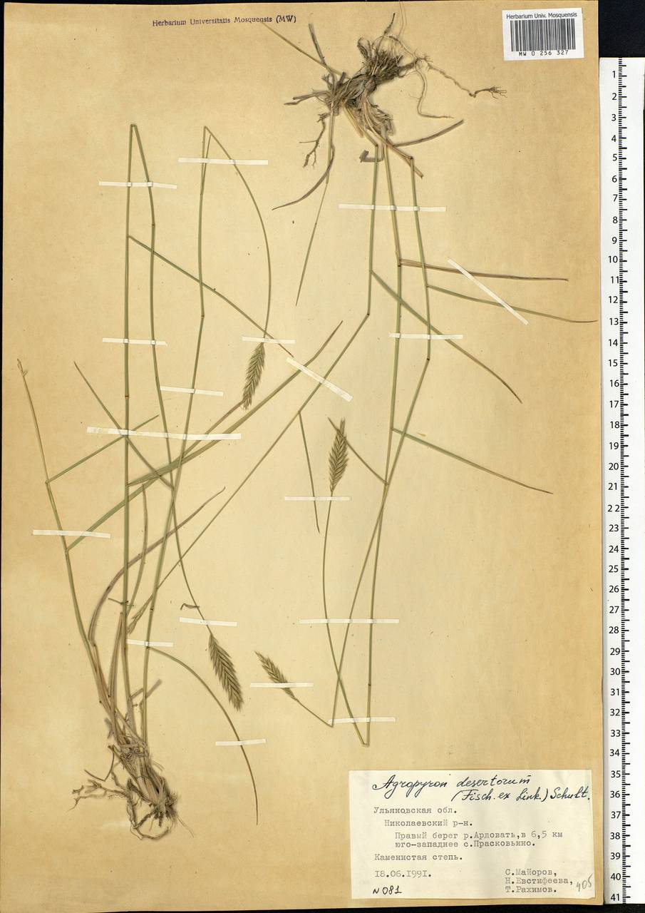 Agropyron desertorum (Fisch. ex Link) Schult., Eastern Europe, Middle Volga region (E8) (Russia)
