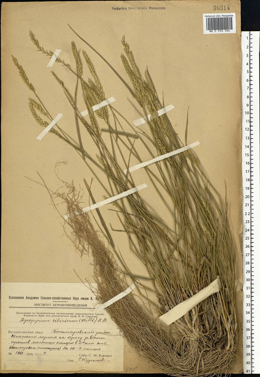 Agropyron fragile (Roth) P.Candargy, Eastern Europe, Eastern region (E10) (Russia)