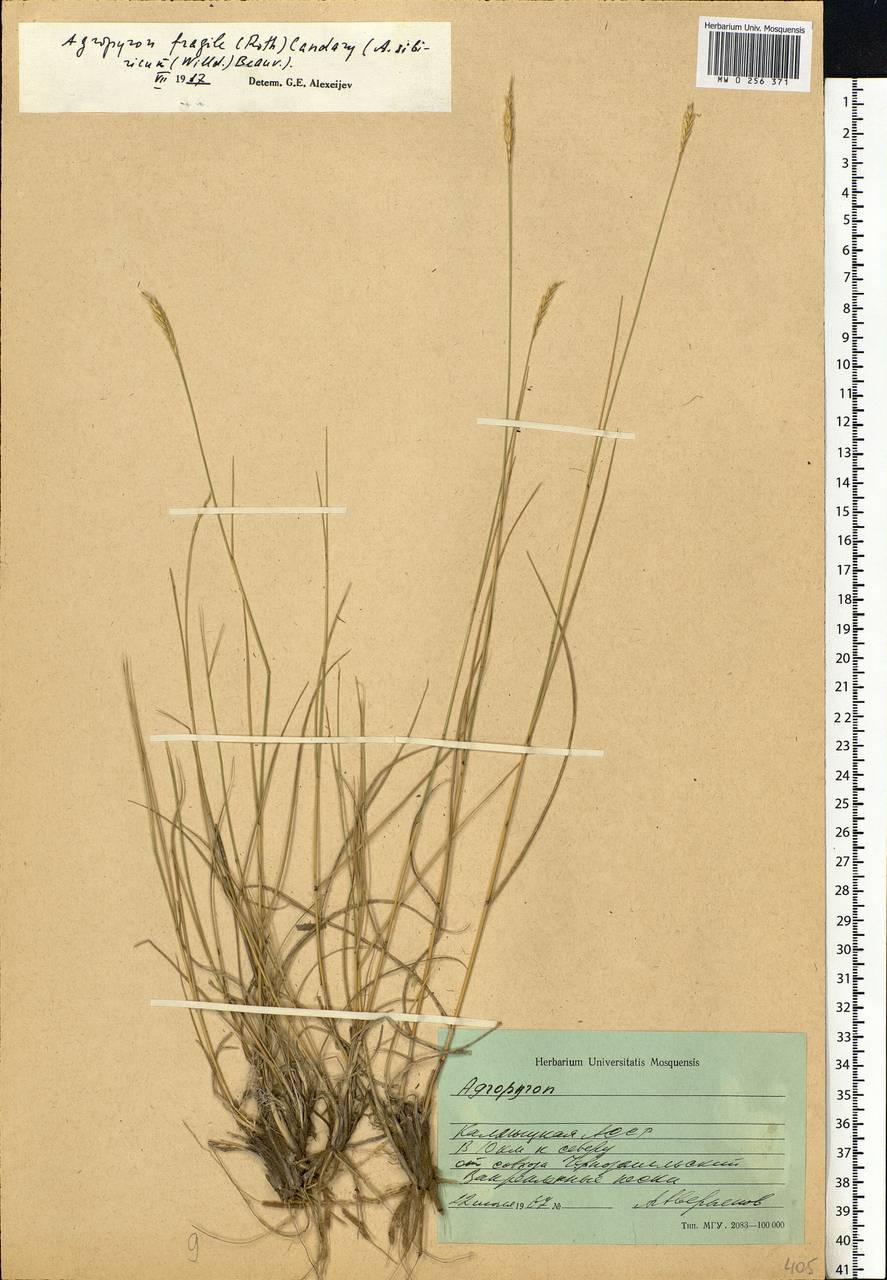 Agropyron fragile (Roth) P.Candargy, Eastern Europe, Lower Volga region (E9) (Russia)
