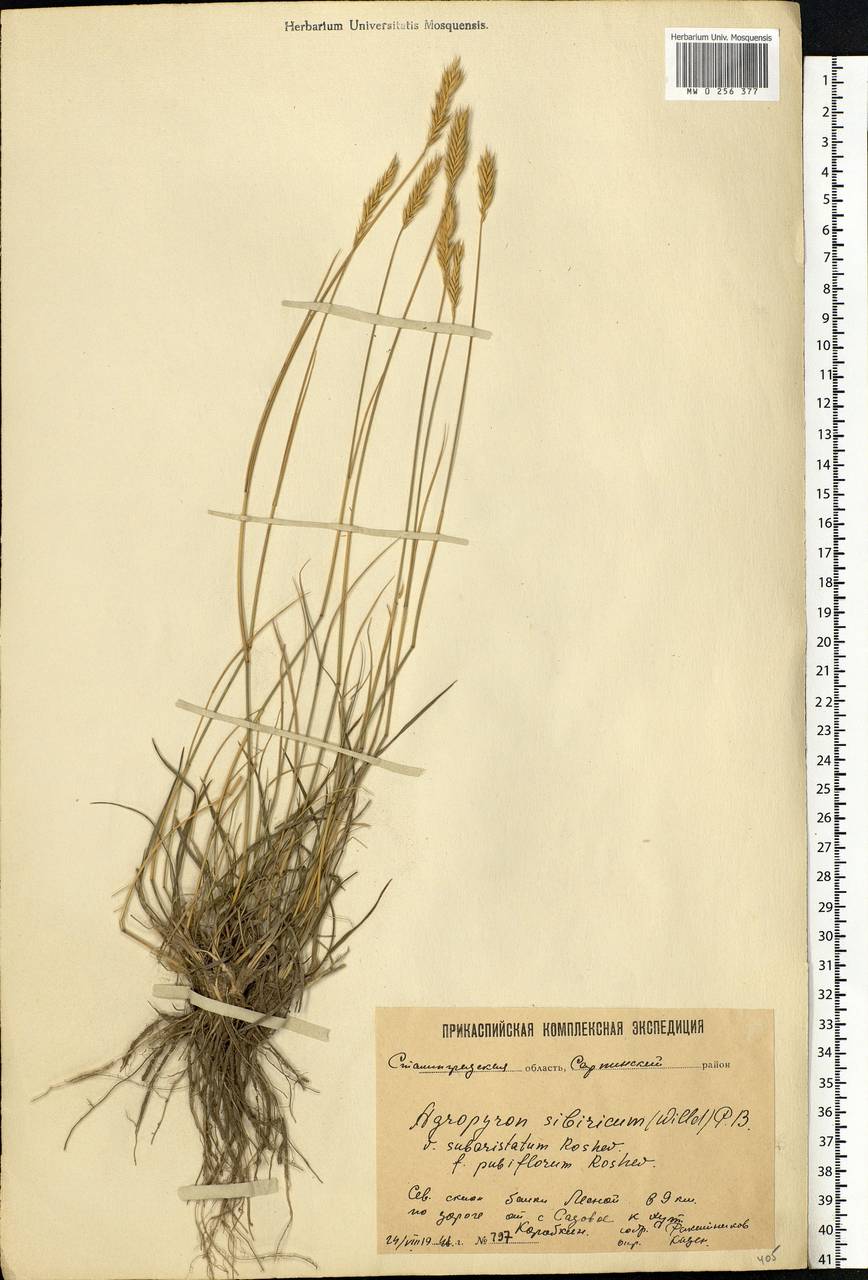 Agropyron fragile (Roth) P.Candargy, Eastern Europe, Lower Volga region (E9) (Russia)