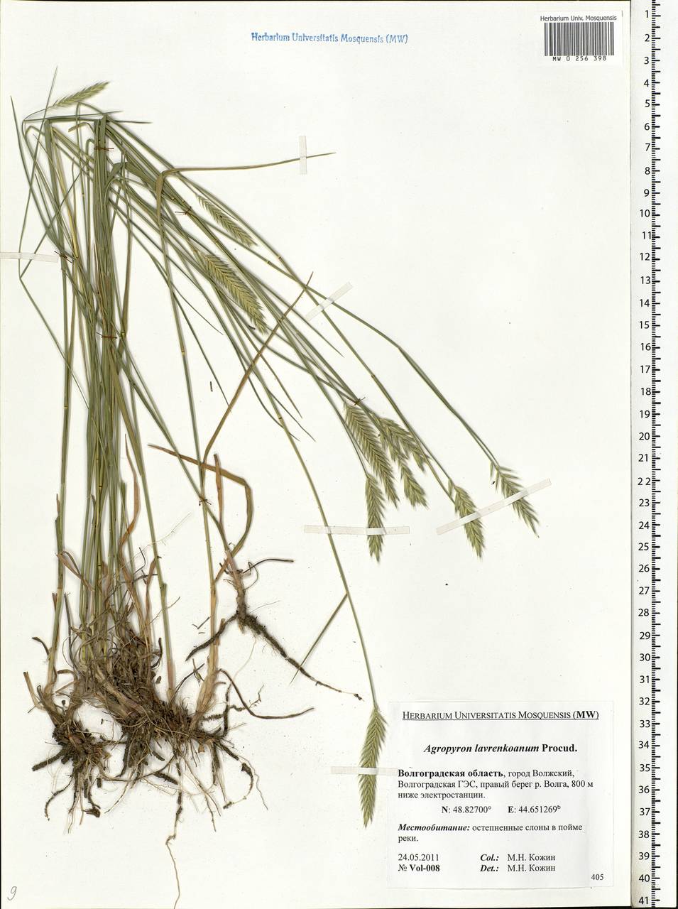 Agropyron cristatum (L.) Gaertn., Eastern Europe, Lower Volga region (E9) (Russia)