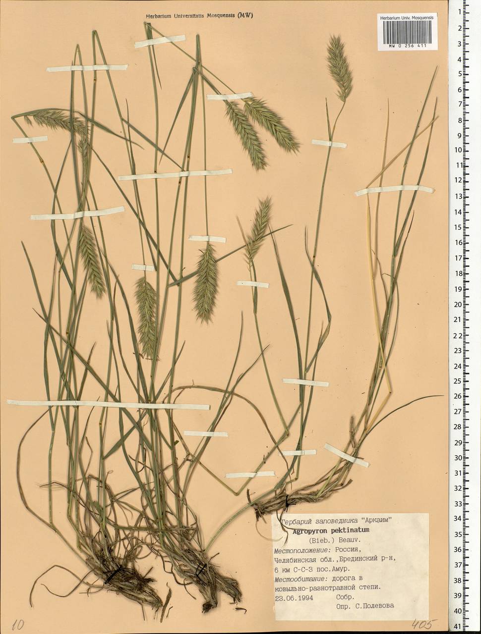 Agropyron cristatum (L.) Gaertn., Eastern Europe, Eastern region (E10) (Russia)