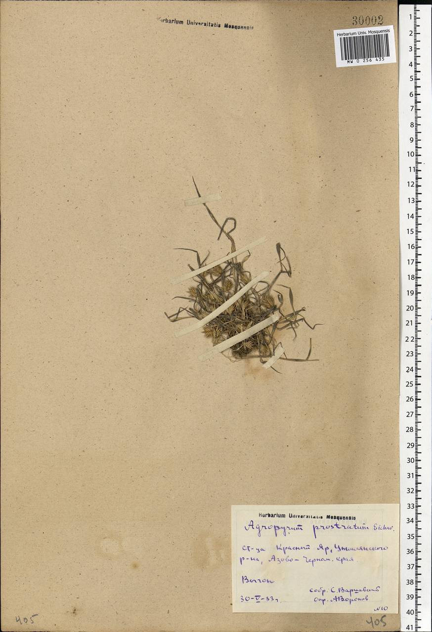 Eremopyrum triticeum (Gaertn.) Nevski, Eastern Europe, Rostov Oblast (E12a) (Russia)