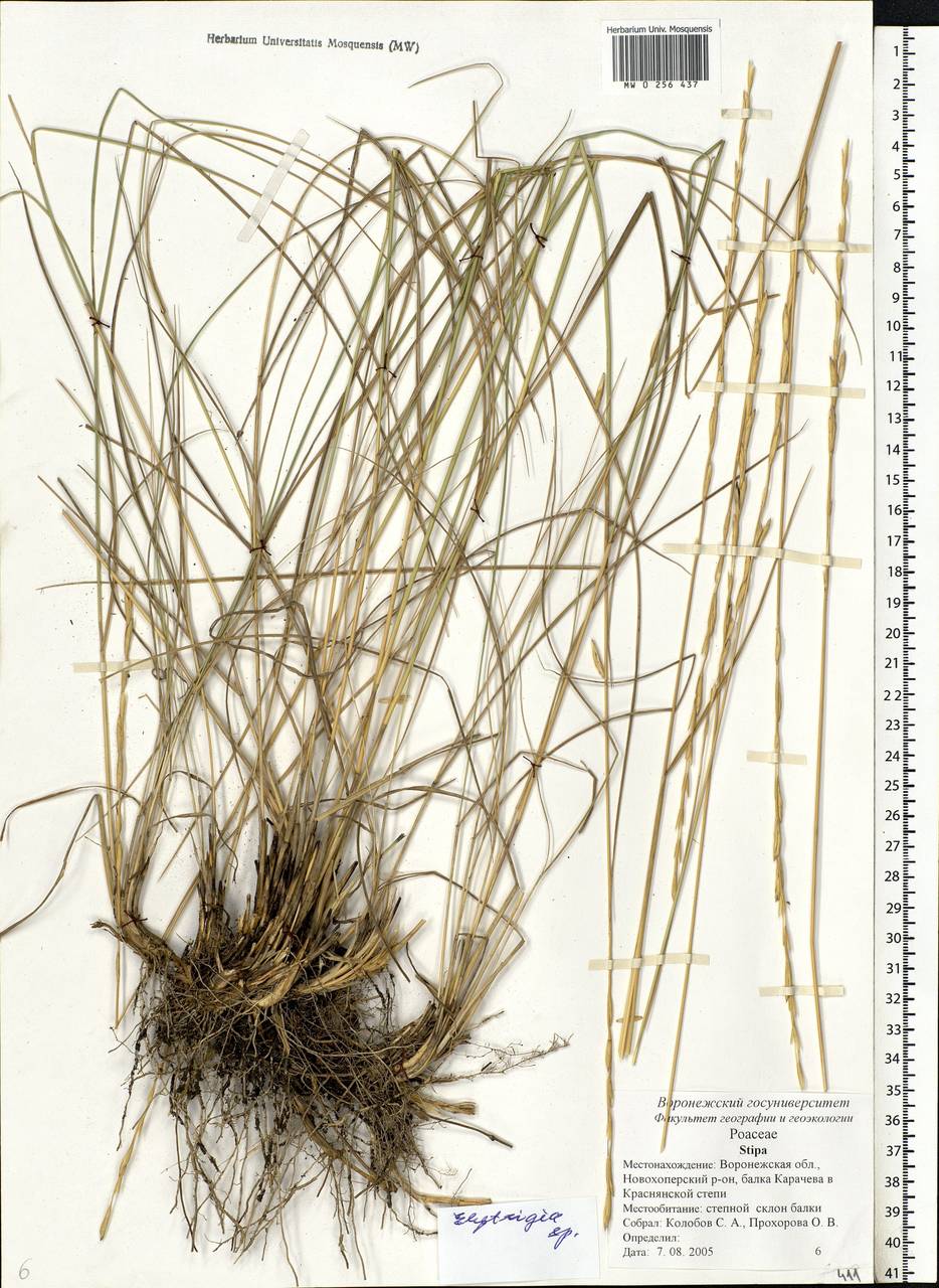 Elymus, Eastern Europe, Central forest-and-steppe region (E6) (Russia)