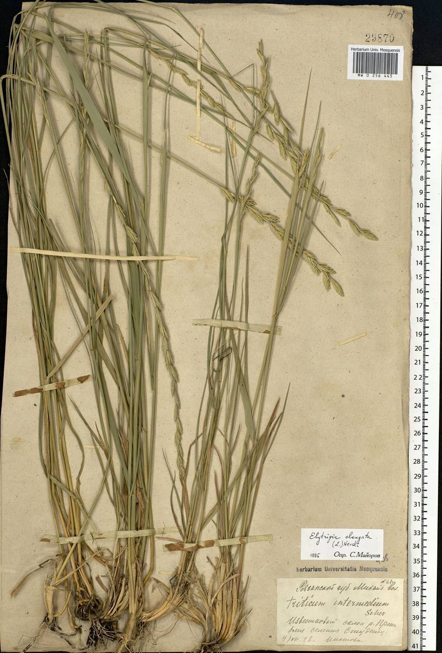 Thinopyrum elongatum (Host) D.R.Dewey, Eastern Europe, Central region (E4) (Russia)