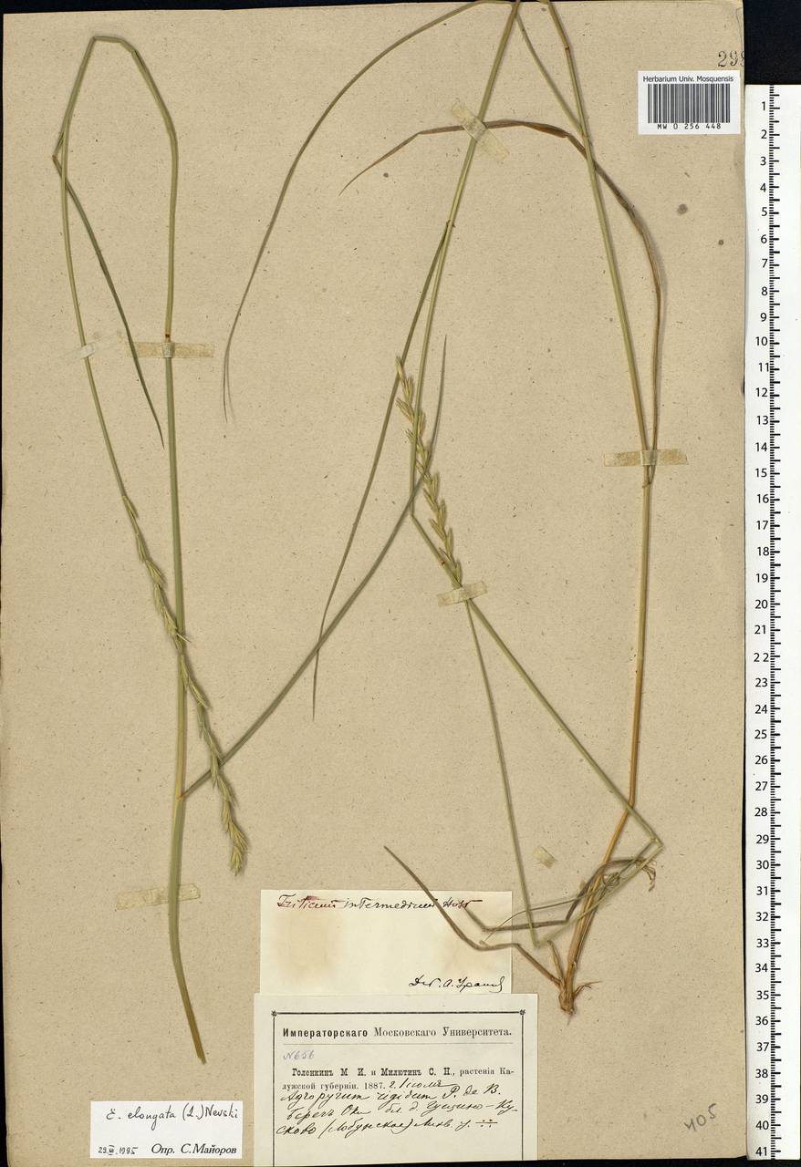 Thinopyrum elongatum (Host) D.R.Dewey, Eastern Europe, Central region (E4) (Russia)