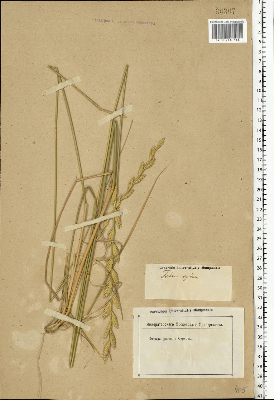 Thinopyrum elongatum (Host) D.R.Dewey, Eastern Europe, Lower Volga region (E9) (Russia)