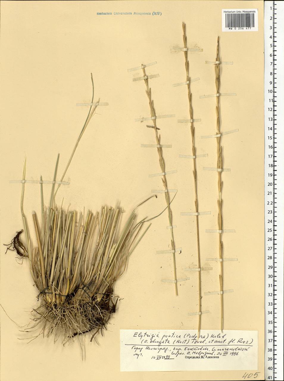 Thinopyrum elongatum (Host) D.R.Dewey, Eastern Europe, Lower Volga region (E9) (Russia)