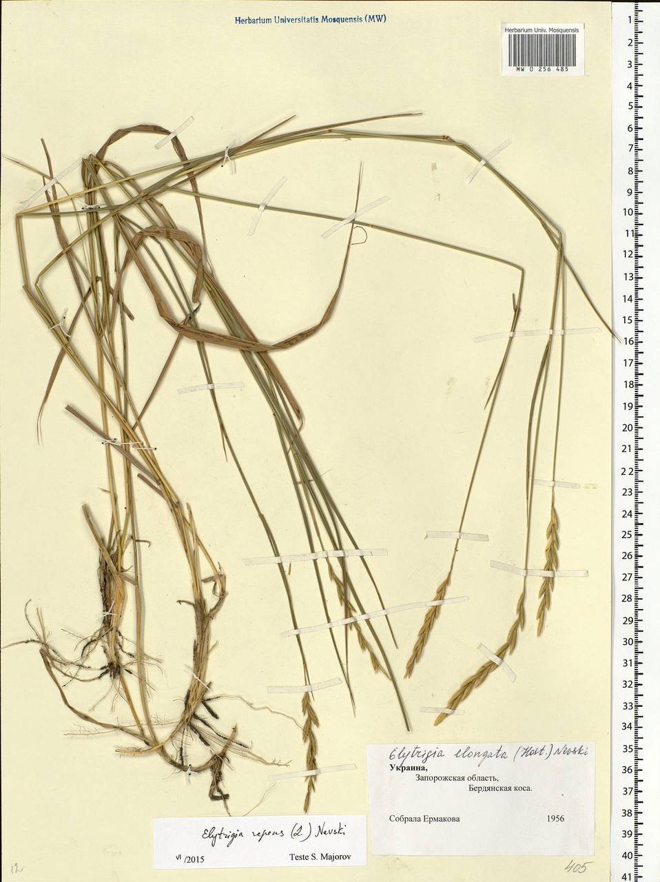 Elymus repens (L.) Gould, Eastern Europe, South Ukrainian region (E12) (Ukraine)