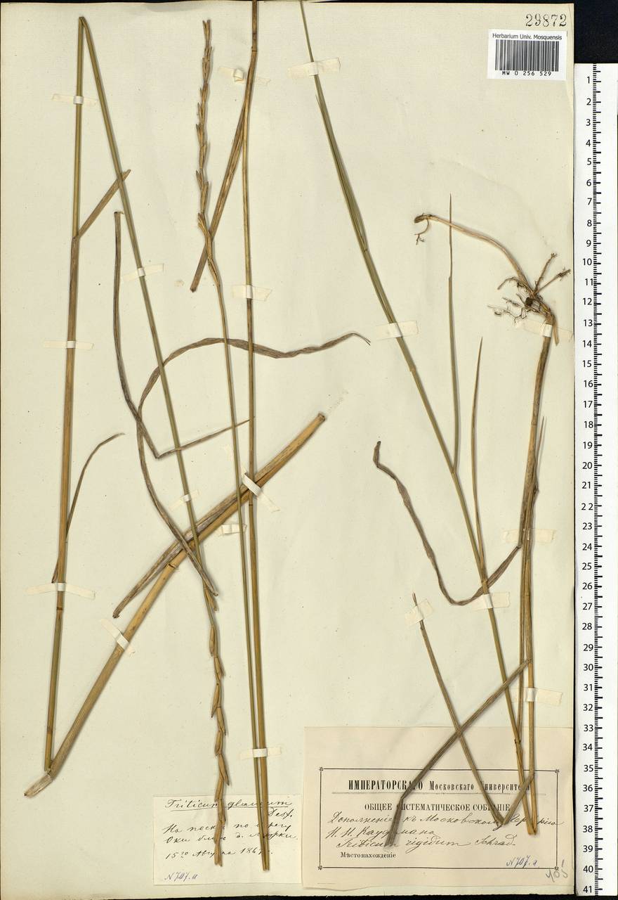 Thinopyrum intermedium (Host) Barkworth & D.R.Dewey, Eastern Europe, Moscow region (E4a) (Russia)