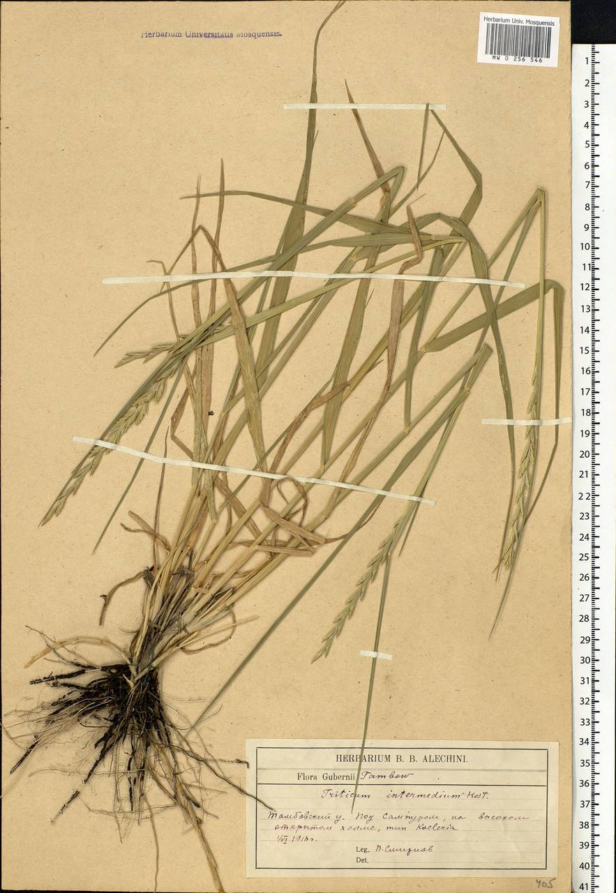 Thinopyrum intermedium (Host) Barkworth & D.R.Dewey, Eastern Europe, Central forest-and-steppe region (E6) (Russia)