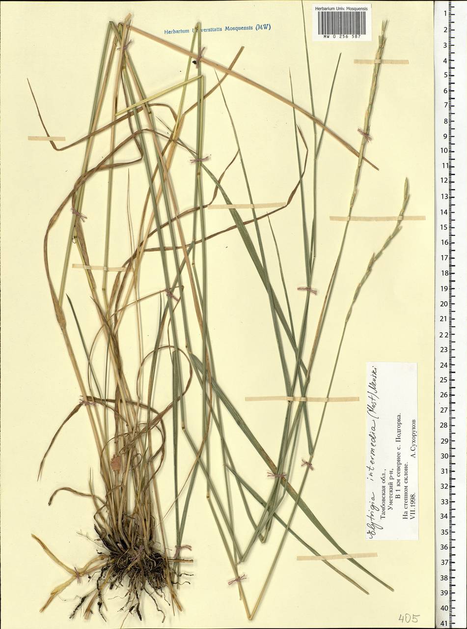 Thinopyrum intermedium (Host) Barkworth & D.R.Dewey, Eastern Europe, Central forest-and-steppe region (E6) (Russia)