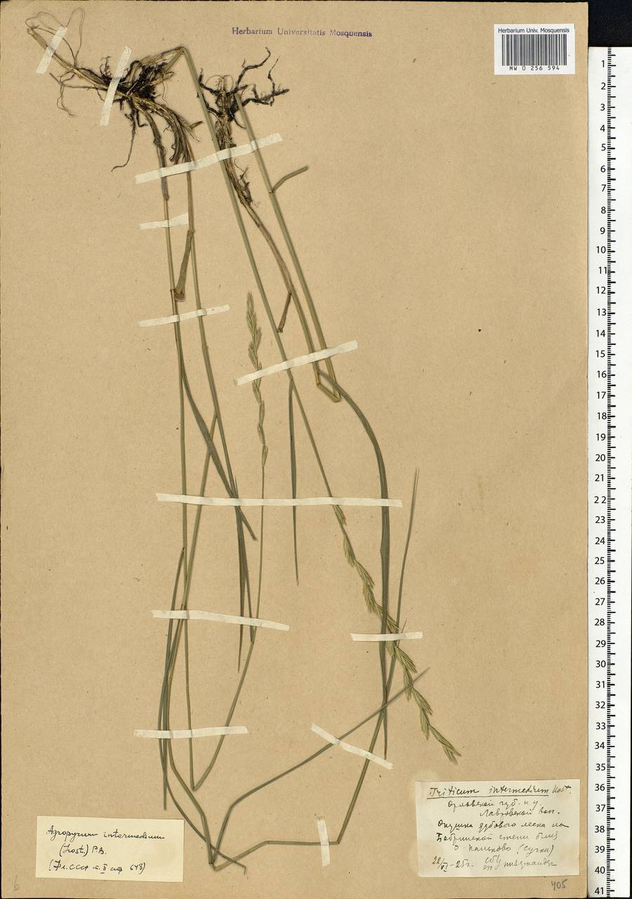 Thinopyrum intermedium (Host) Barkworth & D.R.Dewey, Eastern Europe, Central forest-and-steppe region (E6) (Russia)