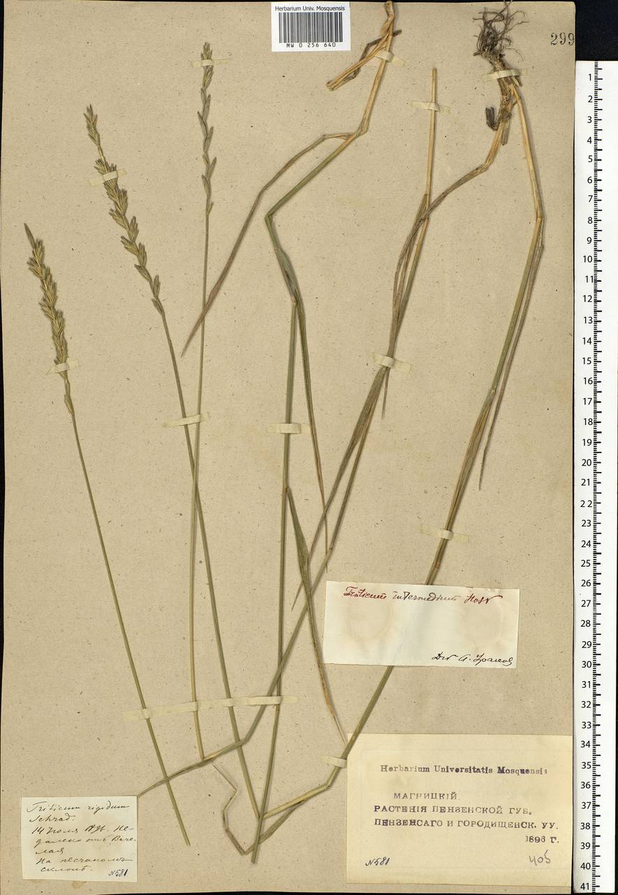 Thinopyrum intermedium (Host) Barkworth & D.R.Dewey, Eastern Europe, Middle Volga region (E8) (Russia)