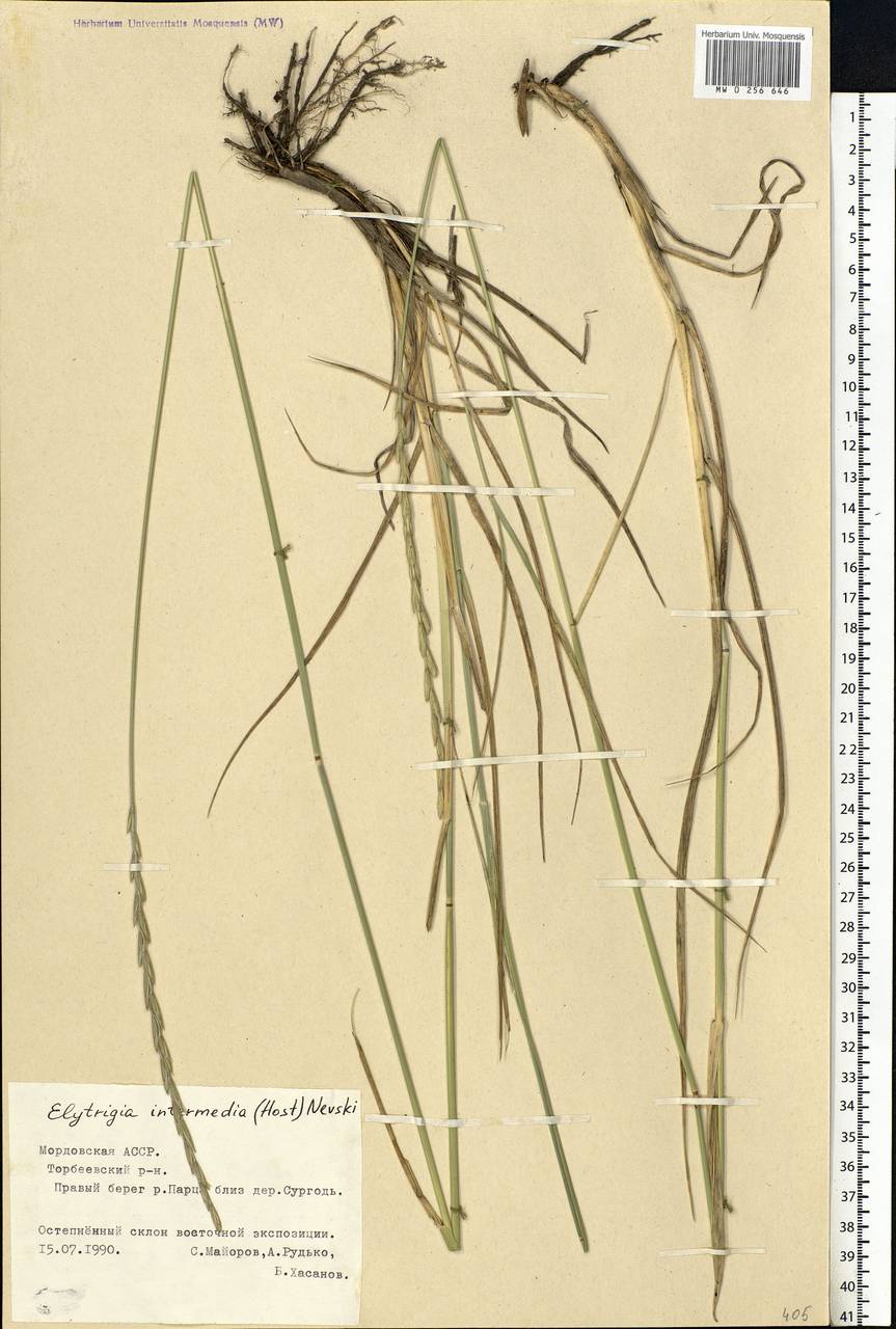 Thinopyrum intermedium (Host) Barkworth & D.R.Dewey, Eastern Europe, Middle Volga region (E8) (Russia)