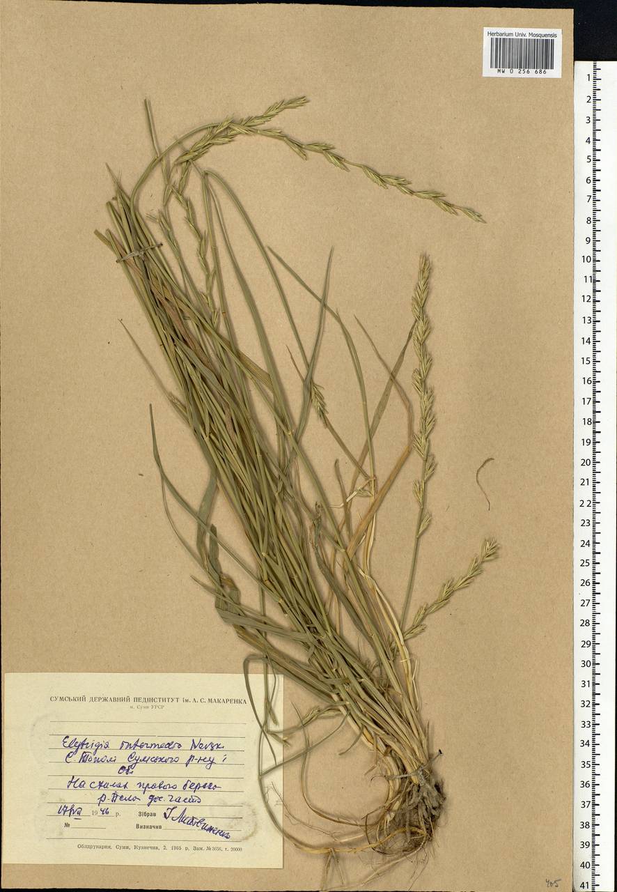 Thinopyrum intermedium (Host) Barkworth & D.R.Dewey, Eastern Europe, North Ukrainian region (E11) (Ukraine)