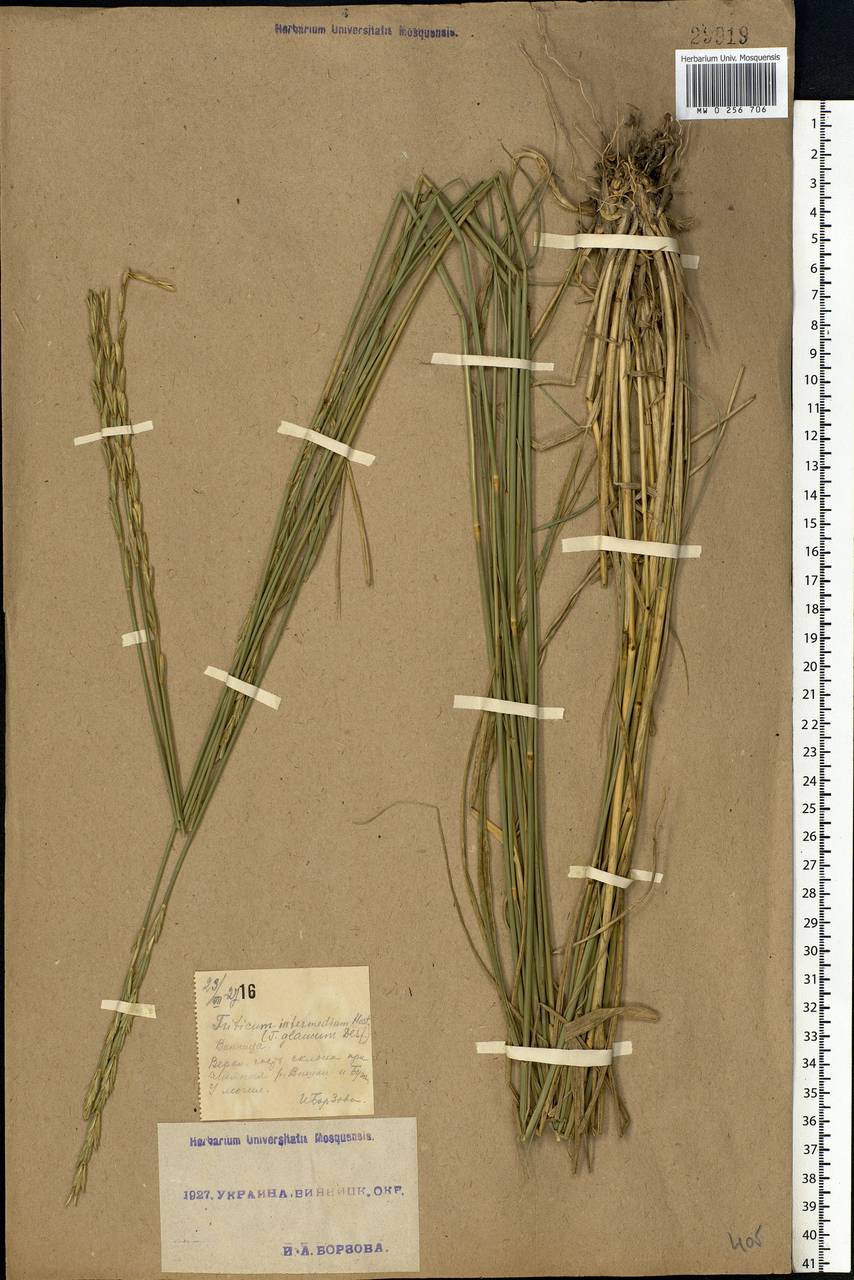 Thinopyrum intermedium (Host) Barkworth & D.R.Dewey, Eastern Europe, South Ukrainian region (E12) (Ukraine)
