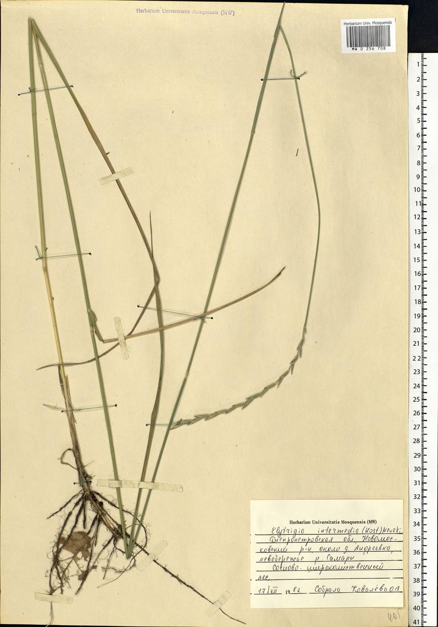 Thinopyrum intermedium (Host) Barkworth & D.R.Dewey, Eastern Europe, South Ukrainian region (E12) (Ukraine)
