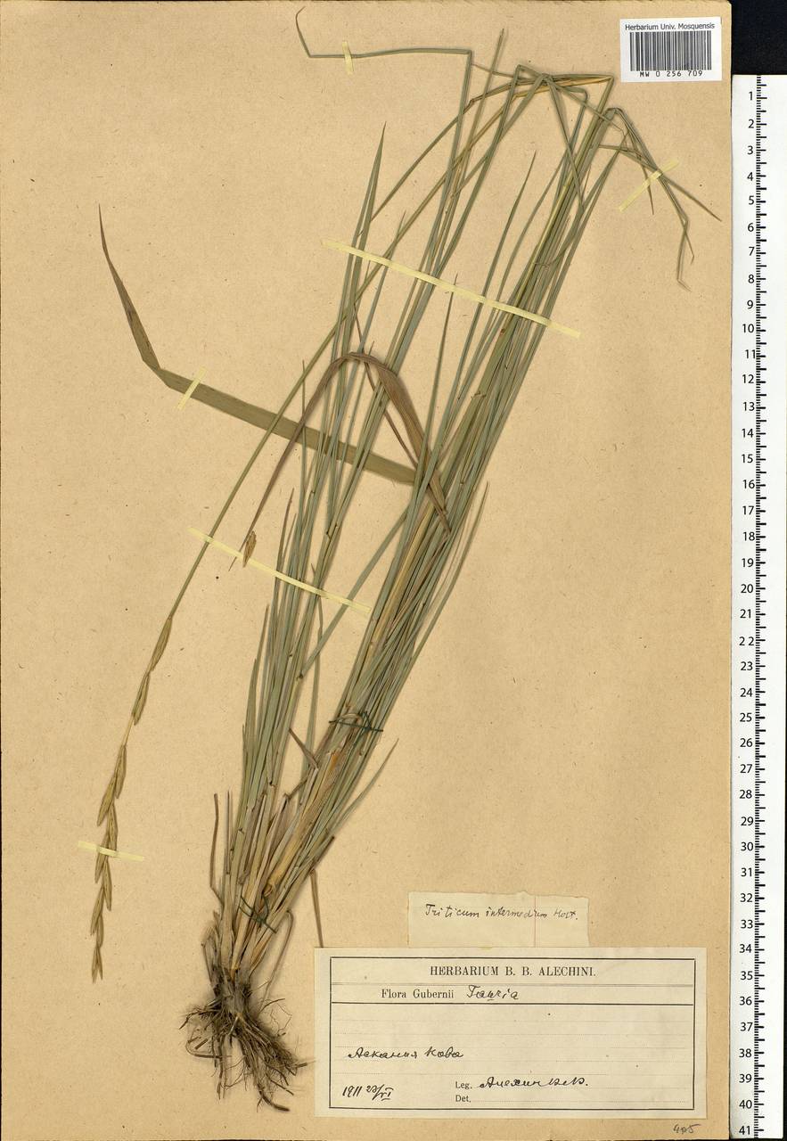 Thinopyrum intermedium (Host) Barkworth & D.R.Dewey, Eastern Europe, South Ukrainian region (E12) (Ukraine)