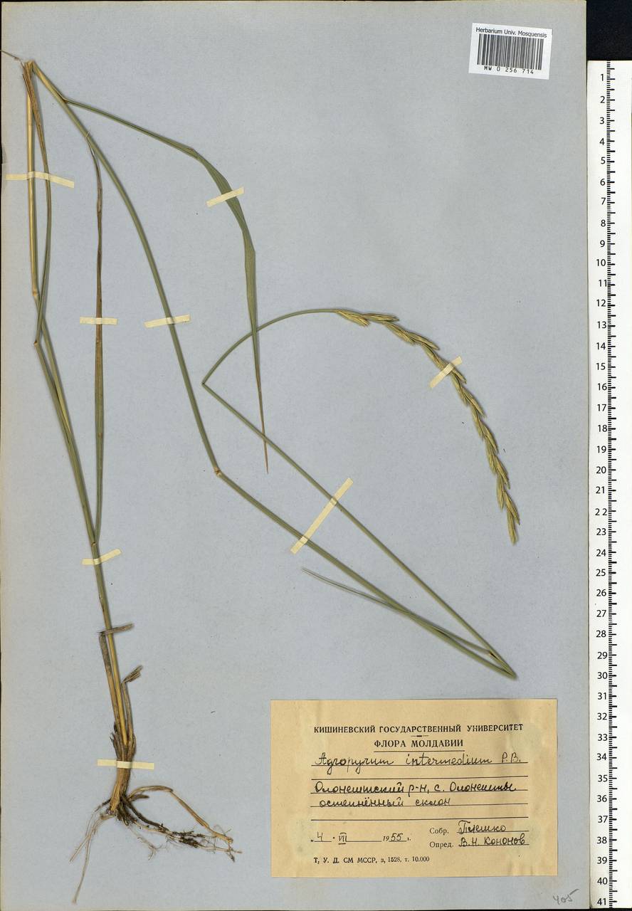 Thinopyrum intermedium (Host) Barkworth & D.R.Dewey, Eastern Europe, Moldova (E13a) (Moldova)