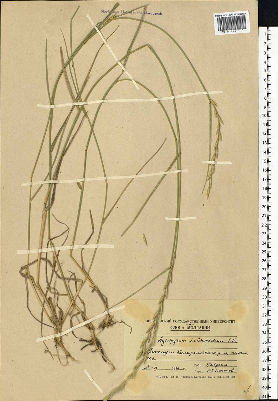 Thinopyrum intermedium (Host) Barkworth & D.R.Dewey, Eastern Europe, Moldova (E13a) (Moldova)