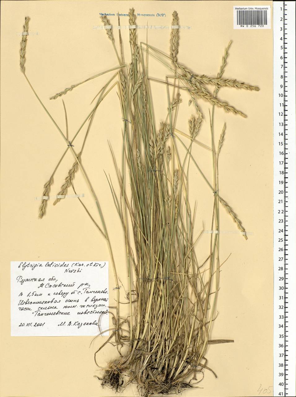 Elymus lolioides (P.Candargy) Melderis, Eastern Europe, Central region (E4) (Russia)