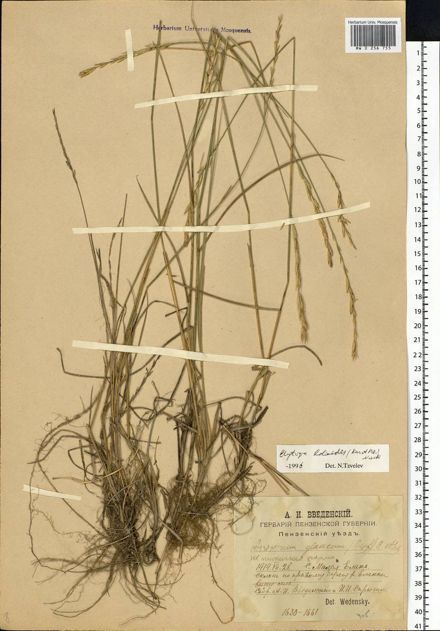 Elymus lolioides (P.Candargy) Melderis, Eastern Europe, Middle Volga region (E8) (Russia)