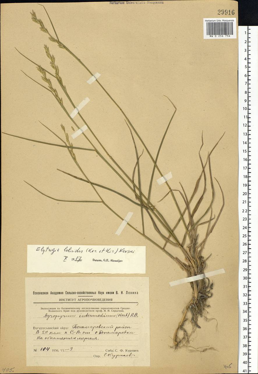 Elymus lolioides (P.Candargy) Melderis, Eastern Europe, Eastern region (E10) (Russia)