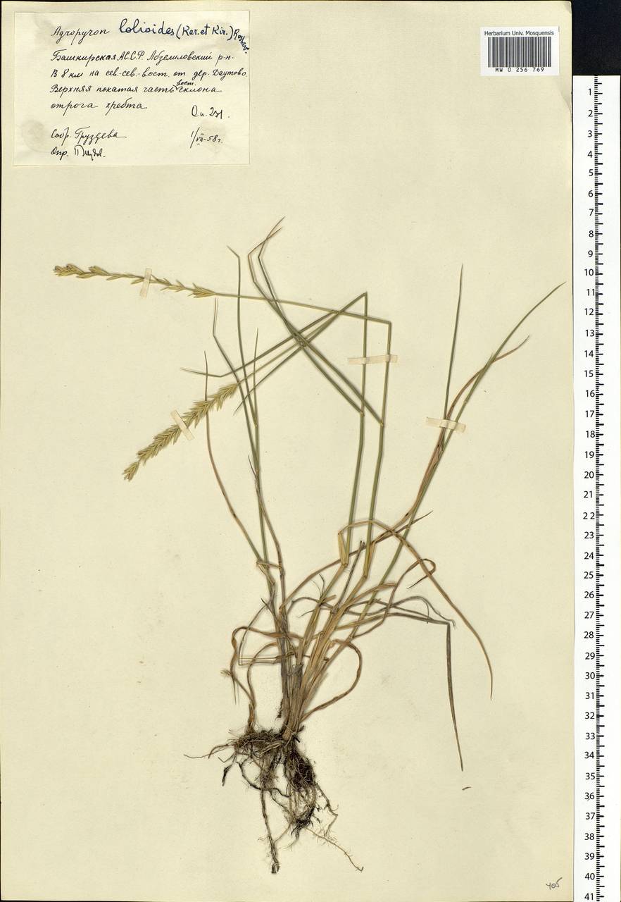 Elymus lolioides (P.Candargy) Melderis, Eastern Europe, Eastern region (E10) (Russia)