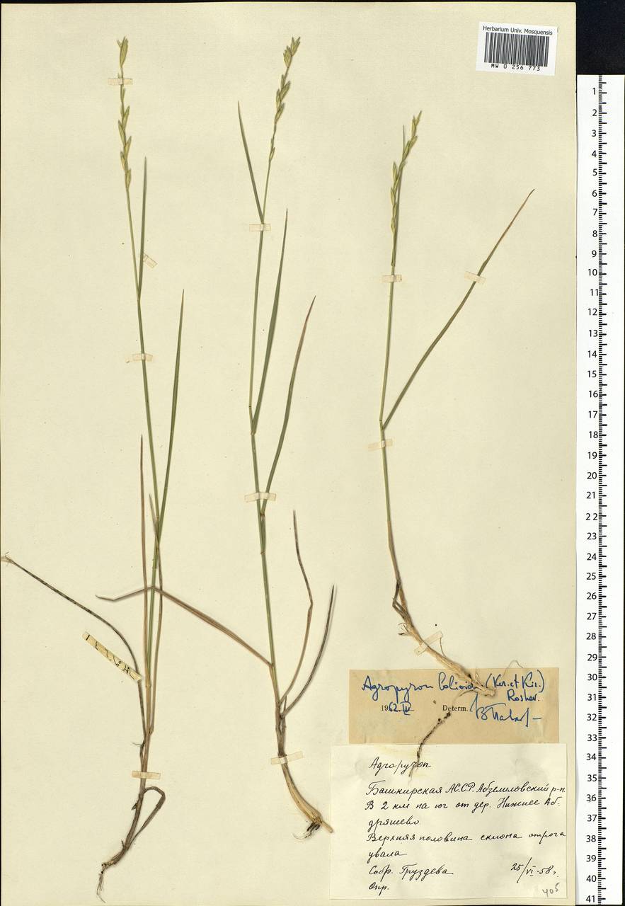 Elymus lolioides (P.Candargy) Melderis, Eastern Europe, Eastern region (E10) (Russia)