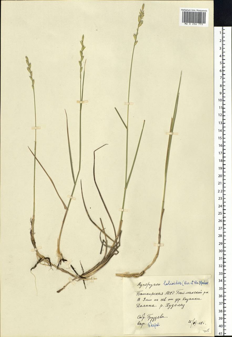 Elymus lolioides (P.Candargy) Melderis, Eastern Europe, Eastern region (E10) (Russia)
